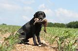 LABRADOR 437